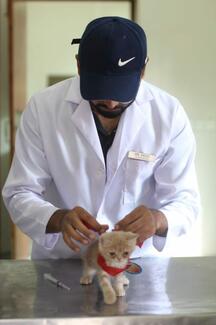 Pets Vaccination against rabies at small animal hospital Uvas 