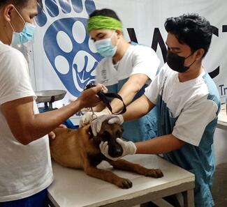 IWCT team administering the rabies vaccination