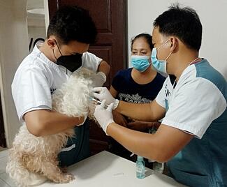 IWCT team administering the rabies vaccination