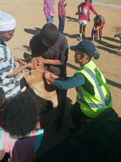 Robertson rabies vaccination campaign
