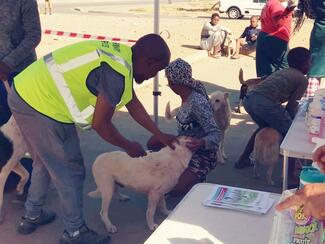 Zweletemba rabies vaccination campaign