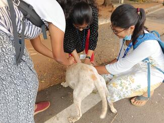 Anti-Rabies Vaccination Drive in JIPMER, Puducherry