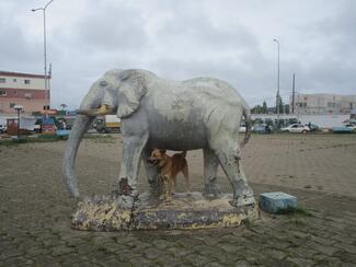 Photo prise à Libreville au Rond Point de Nzeng Ayong le 07 octobre 2022, lors de la vaccination gratuite de masse des chiens organisée par la Direction Générale de l'Elevage - un animal attend son tour.