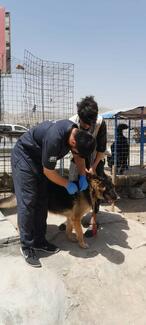 Rabies vaccination drive in Kabul, Afghanistan