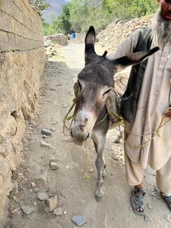 Donkey bitten on the muzzle by a rabid dog