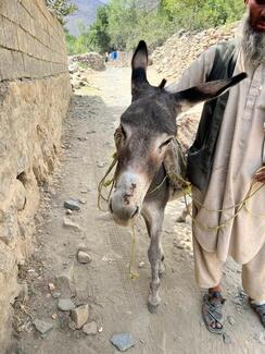 Donkey bitten on the muzzle by a rabid dog 