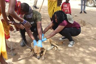 LRVC volunteer vet Vet vaccinating a dog