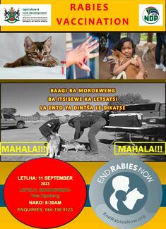 Poster for Rabies vaccination campaign for Morokweng village-Taung Town