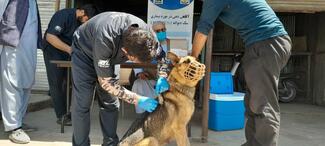 Conducting rabies vaccination drive at our clinic