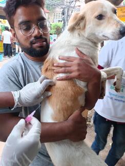 Rabies vaccination drive by Stray Animal Foundation of India