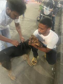 Rabies vaccination drive by Stray Animal Foundation of India