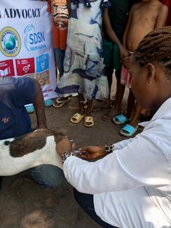 Rabies vaccination