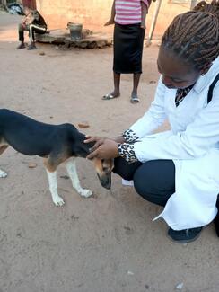 Rabies free community