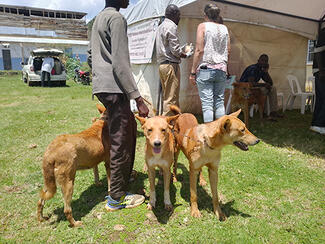 Dogs awaiting registration and vaccination