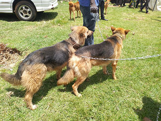 Dogs ready for vaccination