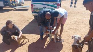 Dr Letsie replacing a chain with a new collar