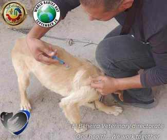 Immunization of stray dogs by Beheira Veterinary directorate in collaboration with Animal Protection Foundation under supervision of Dr.Sahar Shoeir