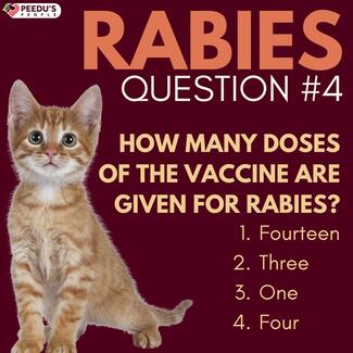 Screenshot of the questions used for the quiz on rabies