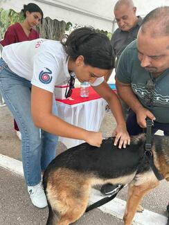 vaccination dog