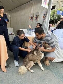 vaccination dog