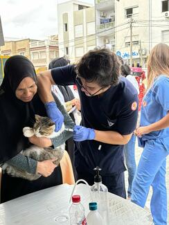 vaccination cat