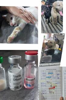 Vaccination of dogs and cats for prevention of rabies in animals and to overcome its zoonotic threats.