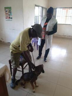Contention de l'animal par son propriétaire avant la vaccination