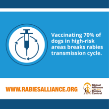Vaccinating 70% of at0risk dogs can break rabies transmission. GARC, fact.