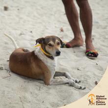 Vaccinated dog with collar on a beach in Zanzibar