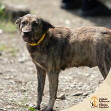 Dog with collar on gravel road, Zanzibar