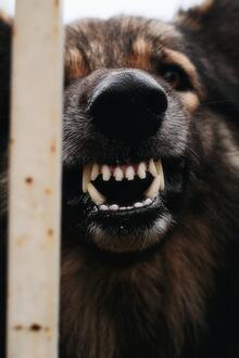 Snarling dog behind fence