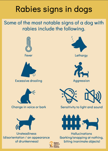 Early symptoms of hot sale rabies in dogs