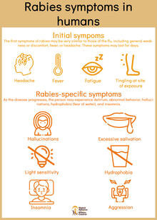 GARC infographic depicting the symptoms of rabies in humans. 