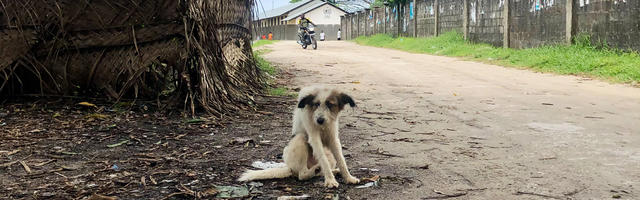 Abandoned dog, hunched over and at risk for rabies in Zanzibar.