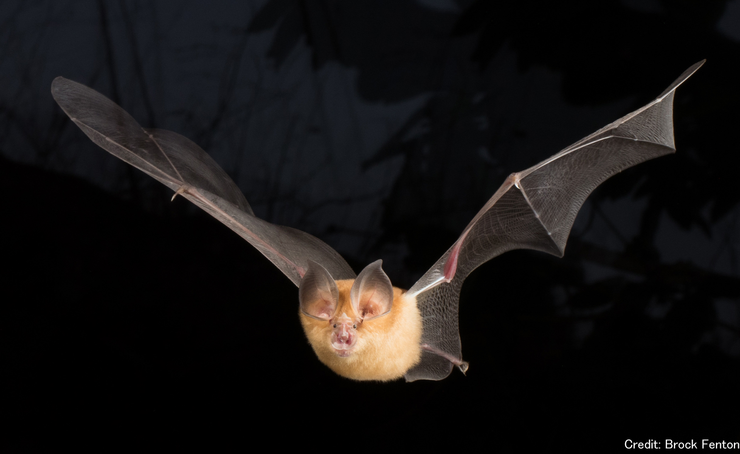 A Horseshoe bat caught in flight. GARC rabies awareness.