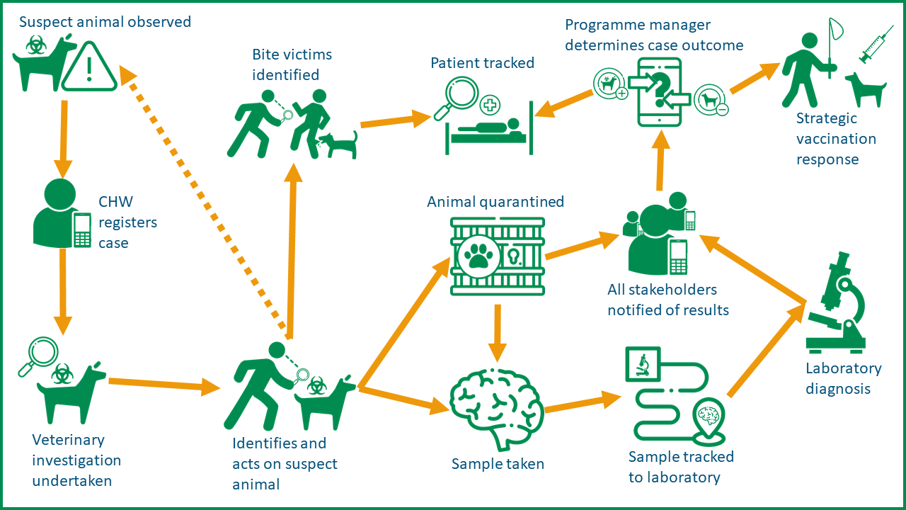 Diagrammatic overview of the Community-Based Rabies Surveillance (CBRS) tool from GARC. 