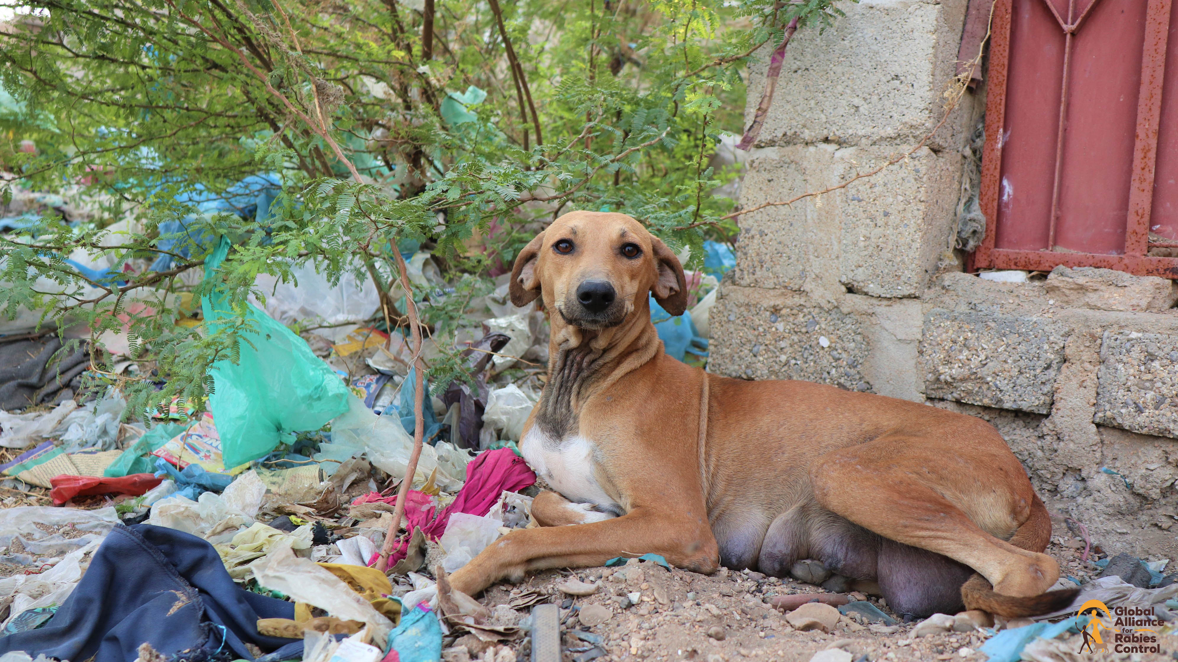 Free roaming dog bitch lying in garbage, Global Alliance for Rabies Control (GARC). 
