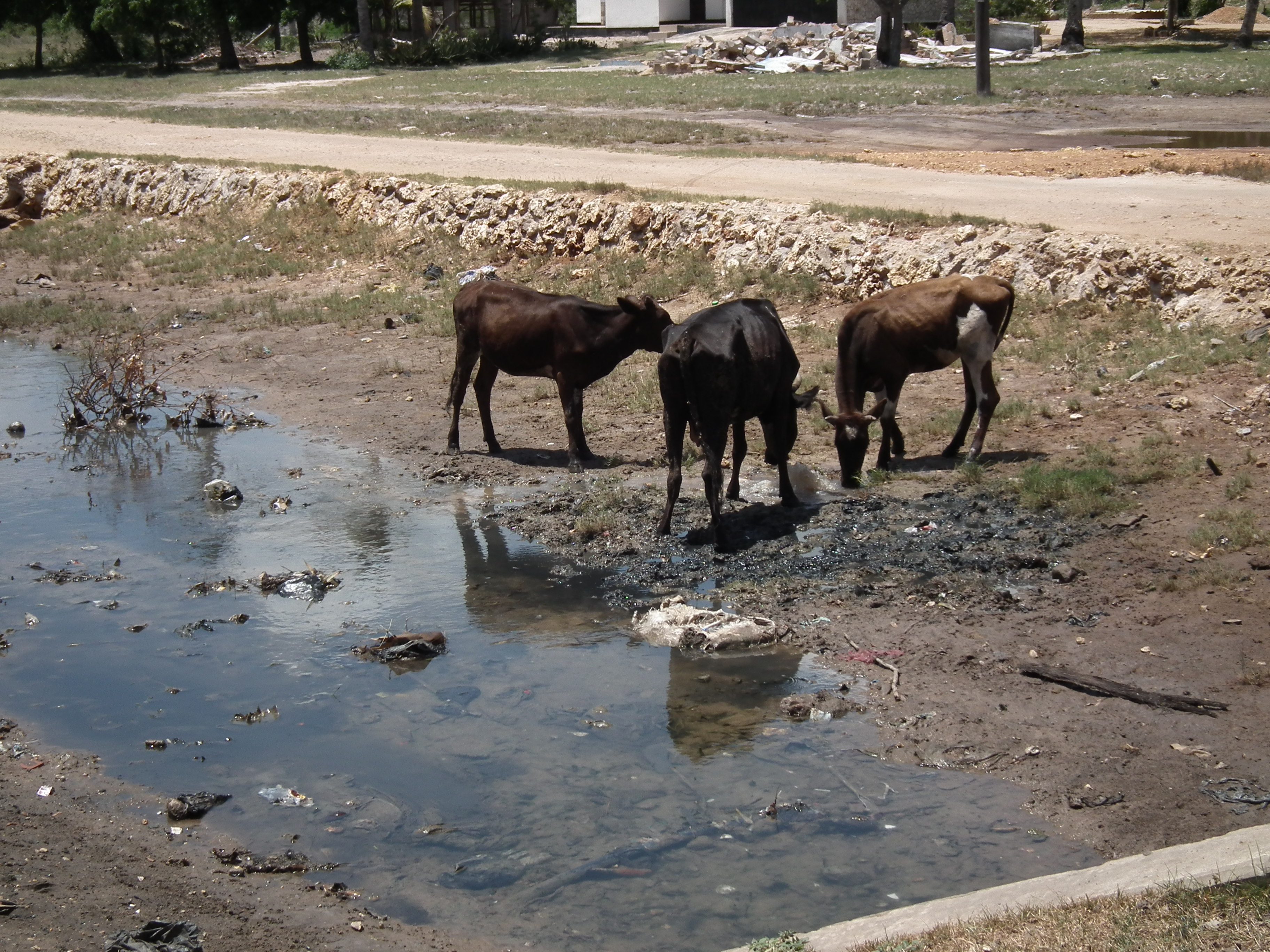 Cattle drink from a polluted water source
