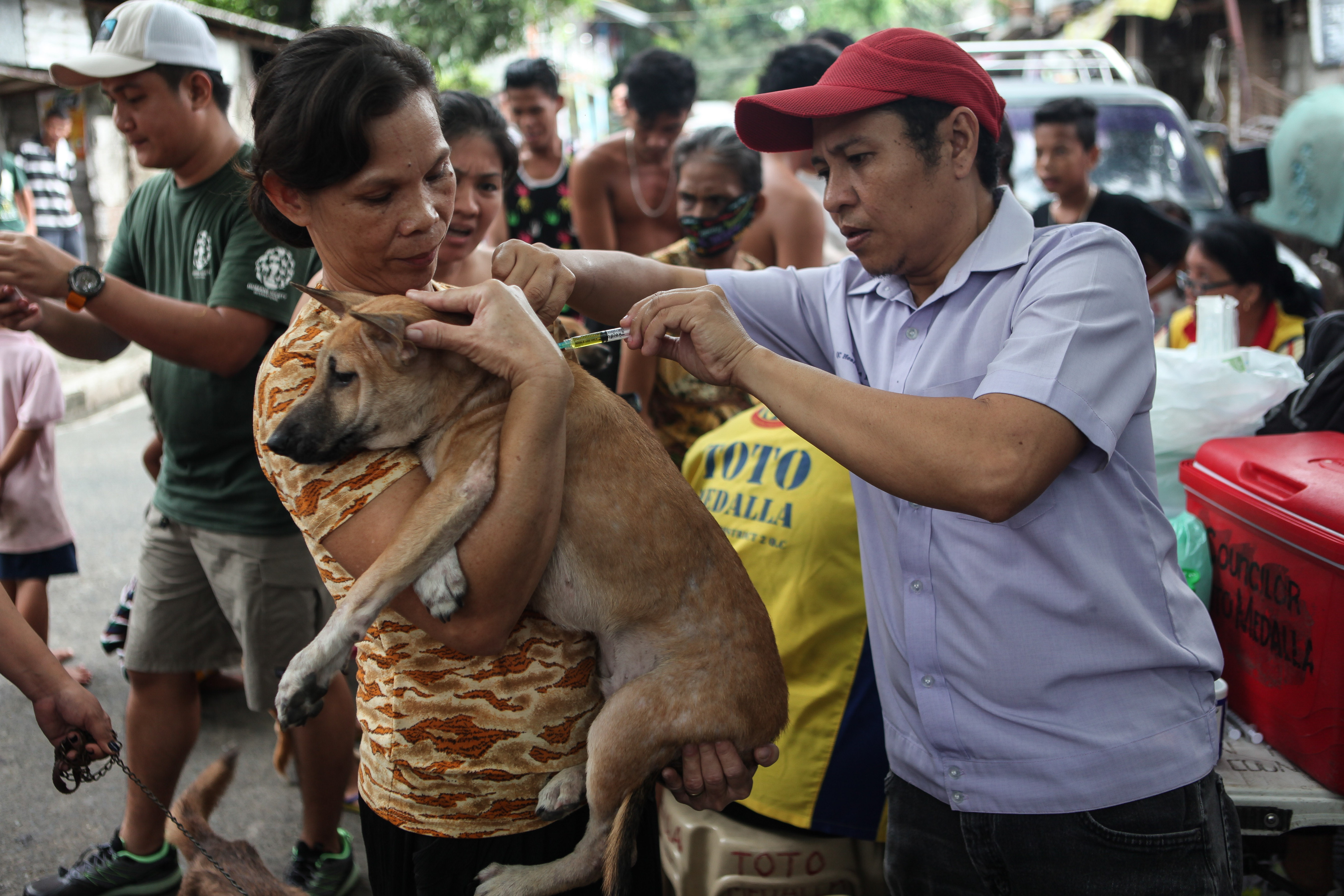 An owner holds their dog while it is vaccinated against rabies. 