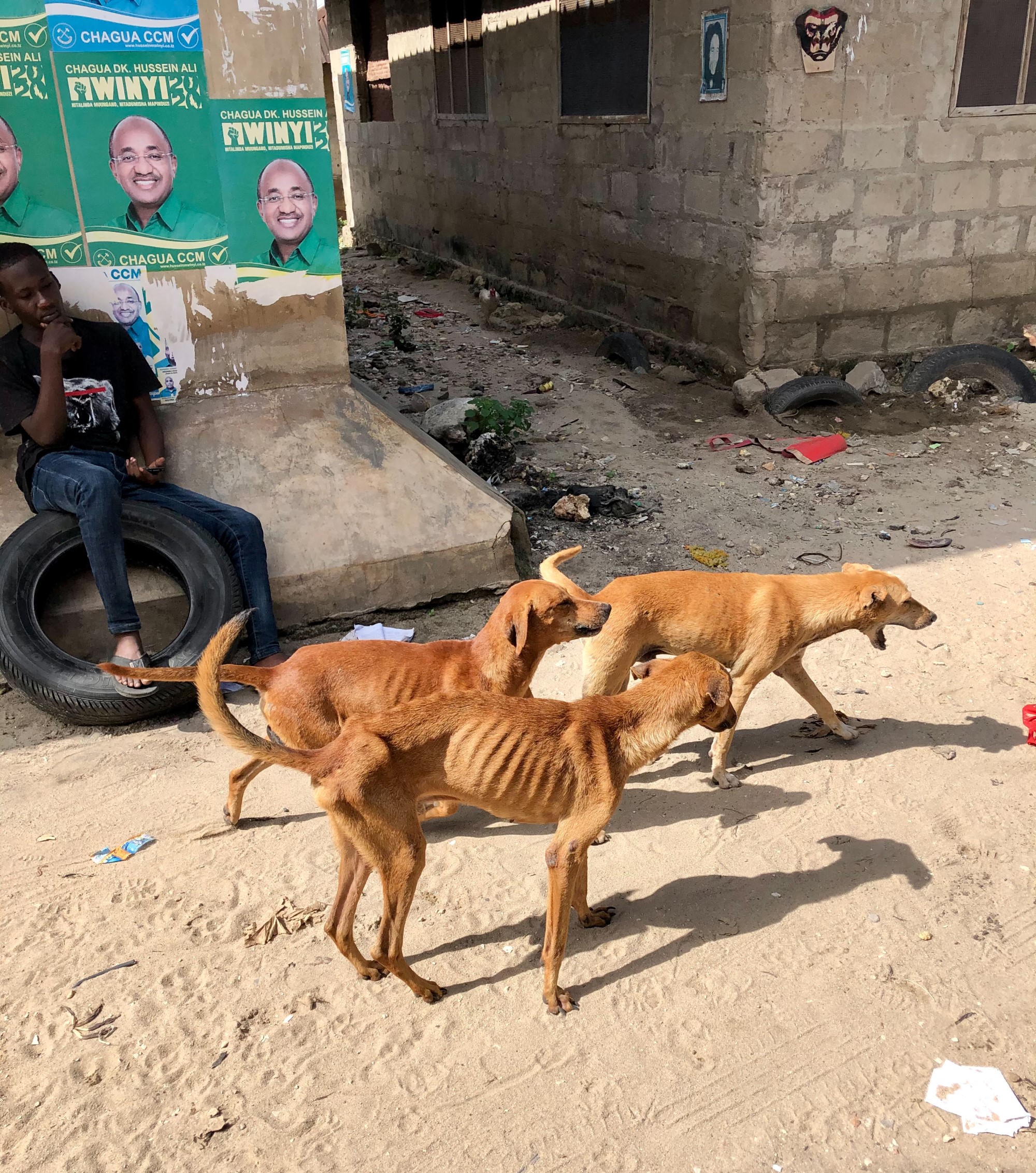 Street dogs roam the streets causing a potential public health risk. 