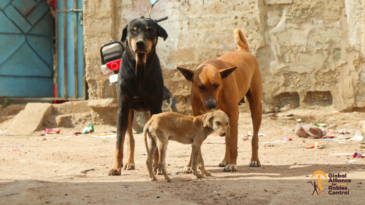 Two dogs and a sad puppy in an Urban area with litter. 